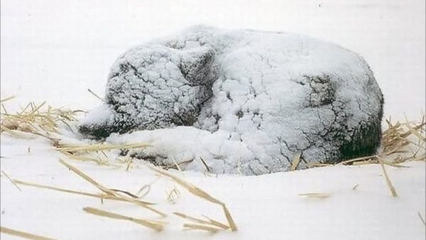 Бездомные животные в снегу