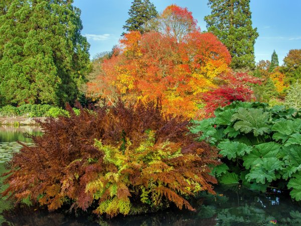 Кустарники осенью
