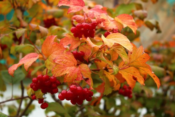 Калина кустарник осенью