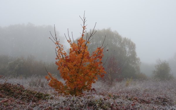 Кустарники осенью