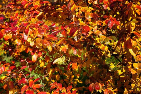 Осенние кустарники