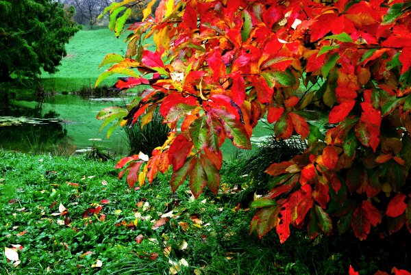 Осенние деревья и кустарники