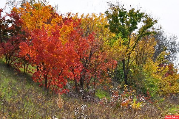 Осенние кусты в лесу