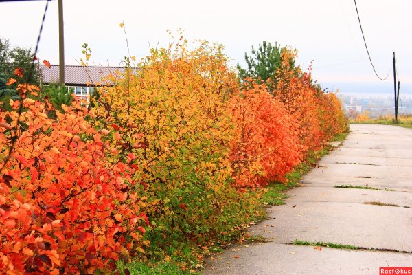 Кустики осенью