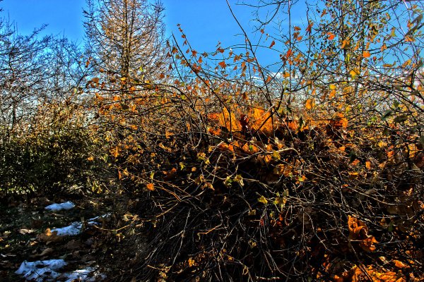 Кустарники поздней осенью