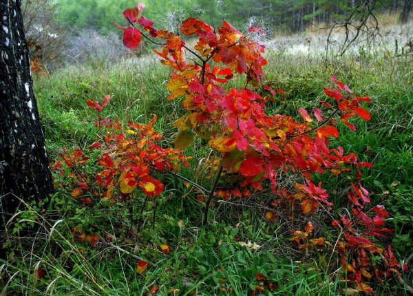 Скумпия обыкновенная осень