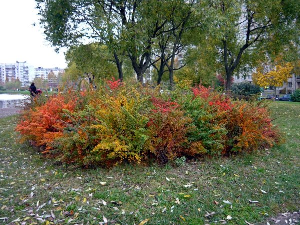 Спирея дерен и бересклет