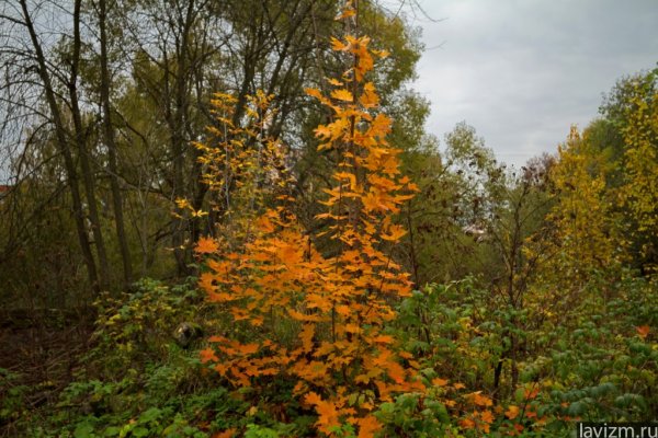 Клен в Нижегородской области