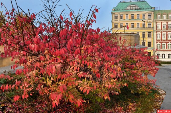 Кустарники осенью