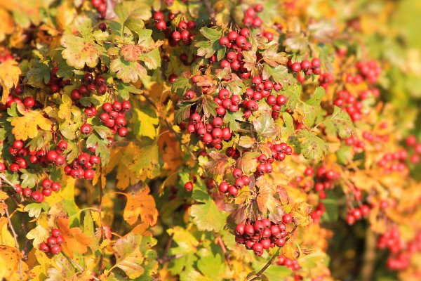 Боярышник Сибирский куст осенью