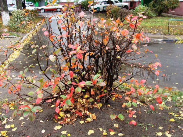 Кустарники поздней осенью