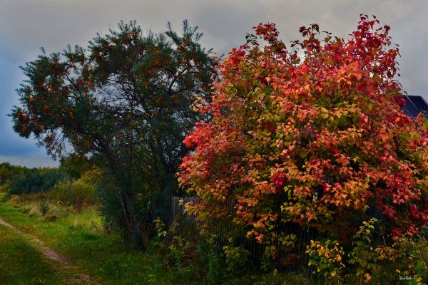 Калина Лесной кустарник