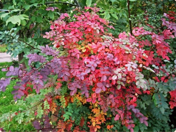 Спирея березолистная осень