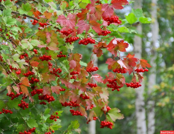 Калина Лесная