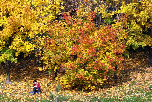 Деревья и кустарники осенью