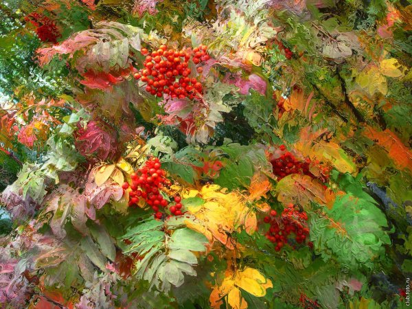 Рябина в осеннем саду
