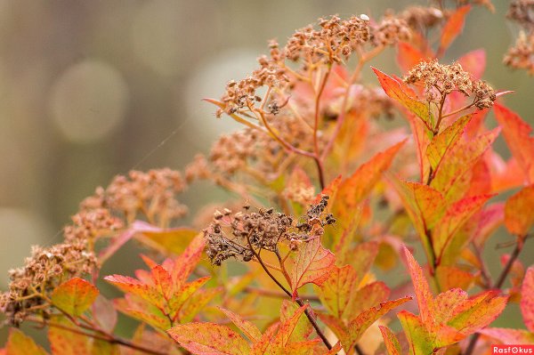 Спирея березолистная осень