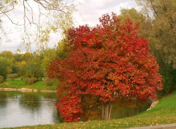 Калина обыкновенная куст осенью