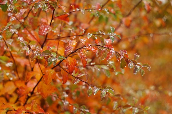 Спирея осенью