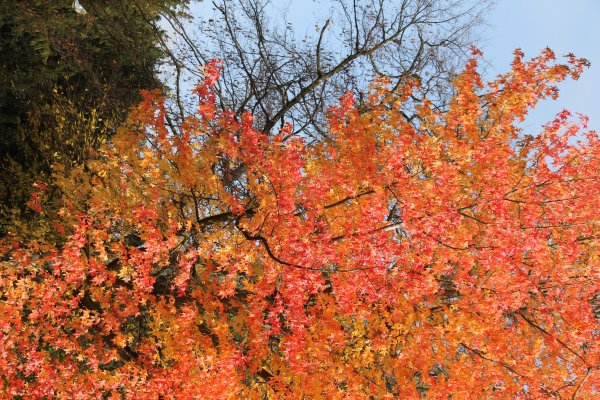 Кустарники осенью