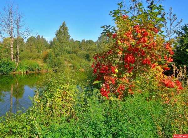 Калина Лесной кустарник