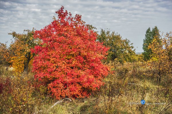 Калина обыкновенная куст осенью