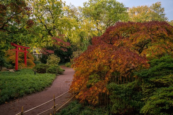 Осенние кусты в парке