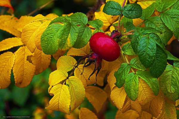 Роза морщинистая осенью