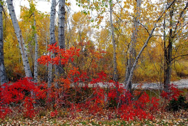 Осенний куст