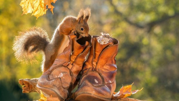 Осенние животные