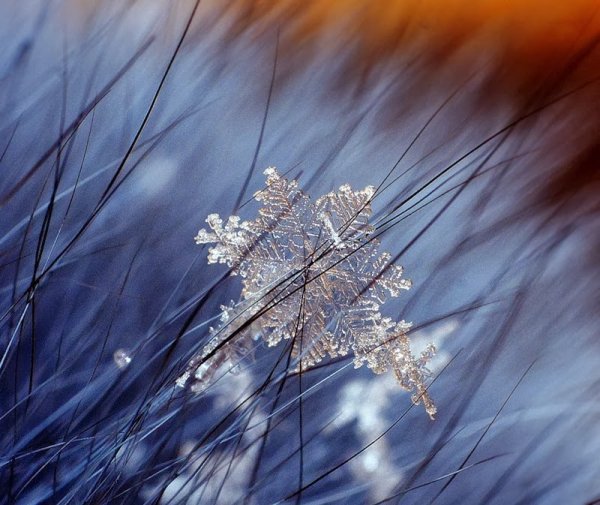 Снежинка макро