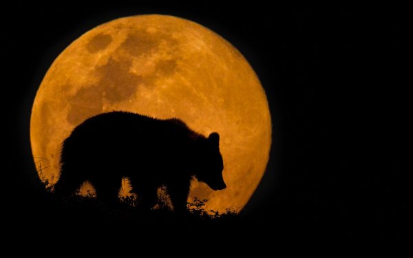 Медведь ночью
