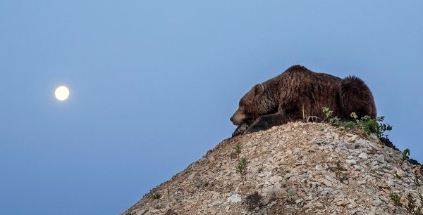 Медведь на фоне Луны
