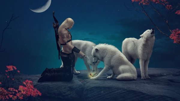 Белый волк на рабочий стол
