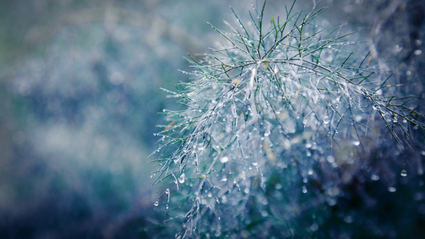 Макросъемка природа