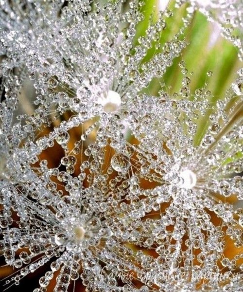 Роса на солнце