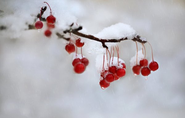 Обои на телефон зима капель