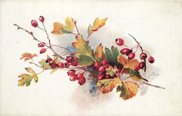 Катарина Кляйн ежевика