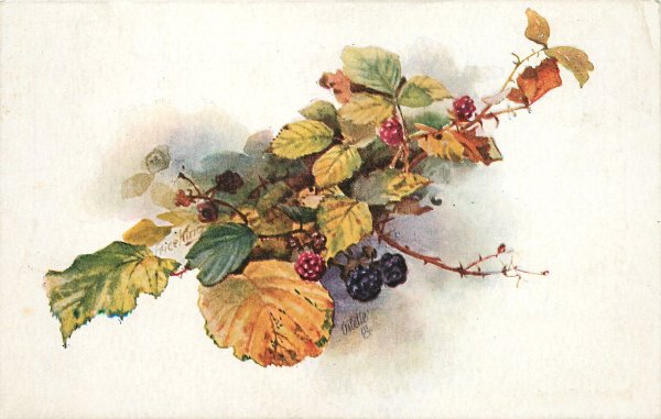 Катарина Кляйн ежевика