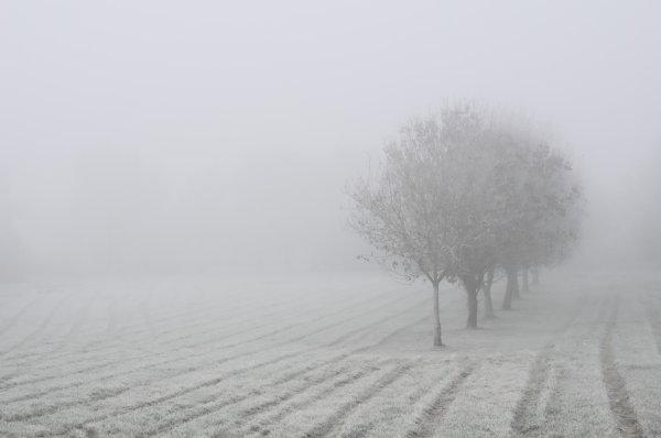 Снежный туман