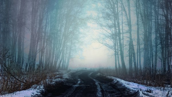 Зимний лес в тумане