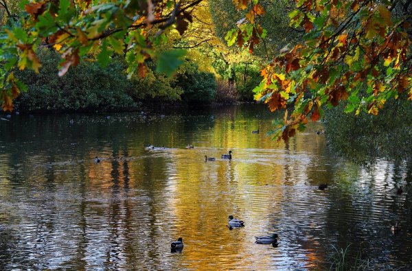Осенний пруд