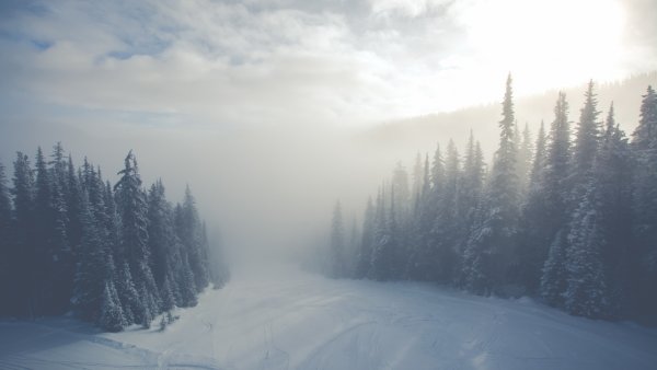 Зимний туманный лес