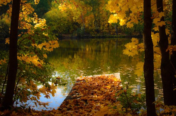 Осень пруд листва