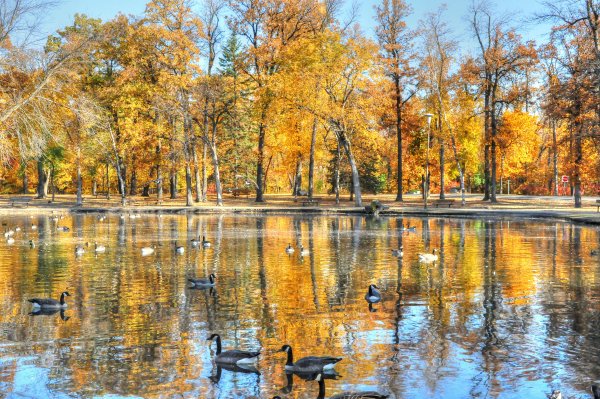 Осенний пруд в парке