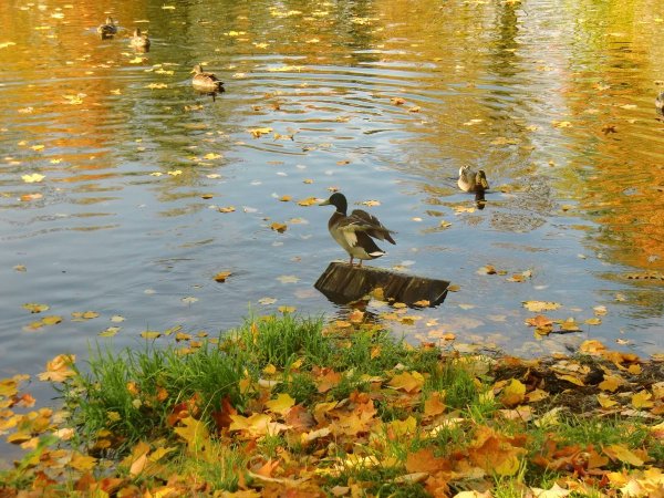 Осеннее озеро с утками