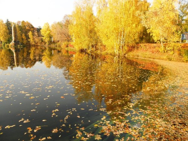 Сергей Есенин закружилась листва Золотая
