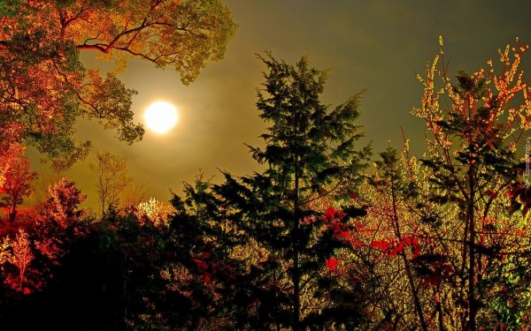 Лунная ночь осень