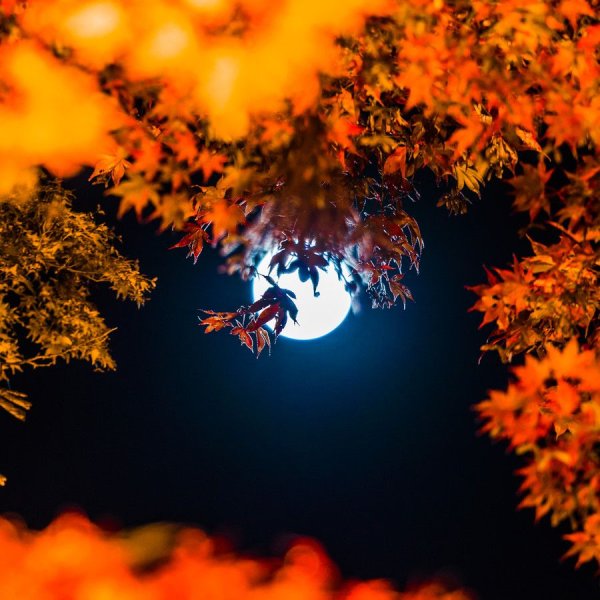 Осенние листья и Луна