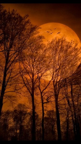 Полнолуние в лесу